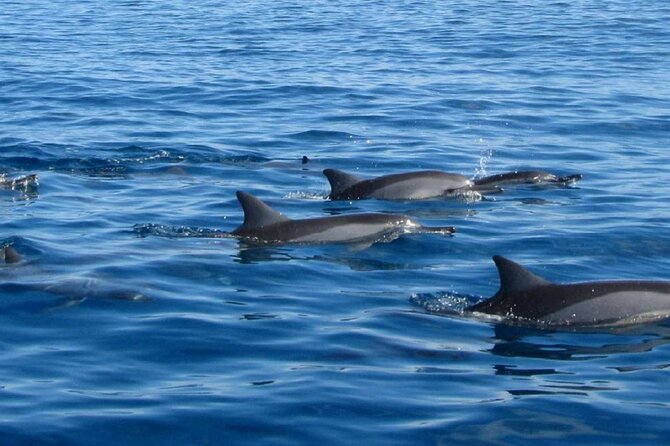 Mauritius : Dolphins Swim and Ile Aux Bénitiers with BBQ - Is $73.17 a fair price?