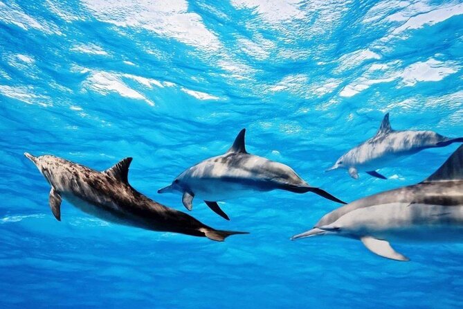 Mauritius : Dolphins Swim and Ile Aux Bénitiers with BBQ - Who will enjoy this Mauritius boat trip?