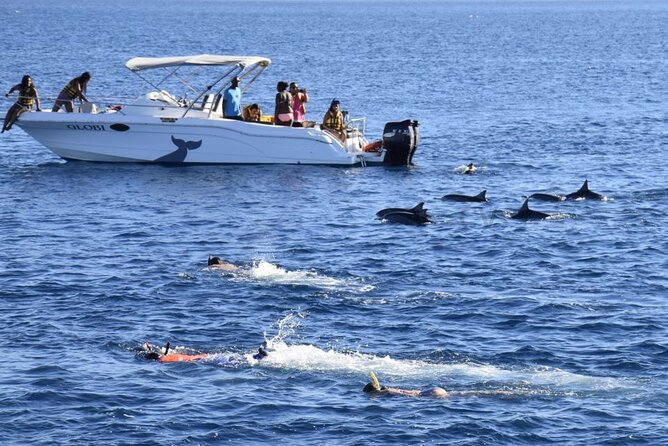 Mauritius : Dolphins Swim and Ile Aux Bénitiers with BBQ - How crowded water can affect the dolphin encounter