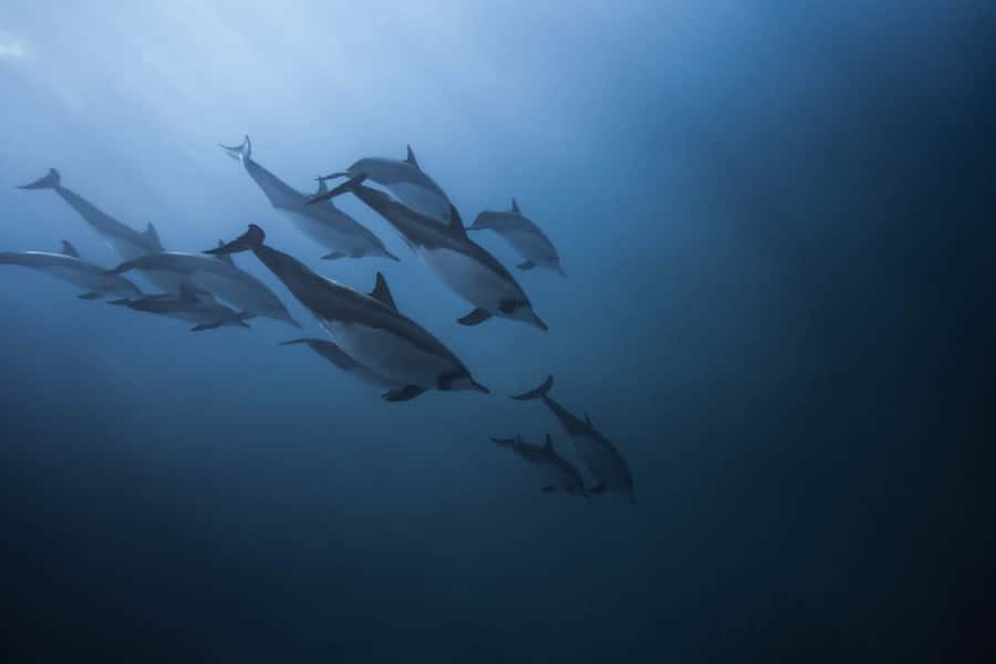 Mauritius: Dolphins watch half-day - Meeting dolphins off Mauritius’s west coast