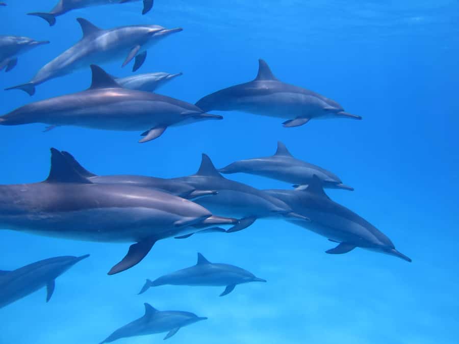 Mauritius: Dolphins watch half-day - The early hotel pickup and trip to Tamarin Bay