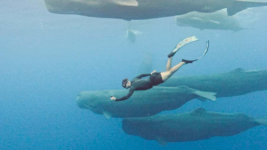 Mauritius Eco Whales Quest, 3-4 hours Expedition - Leaving early for Mauritius whale country