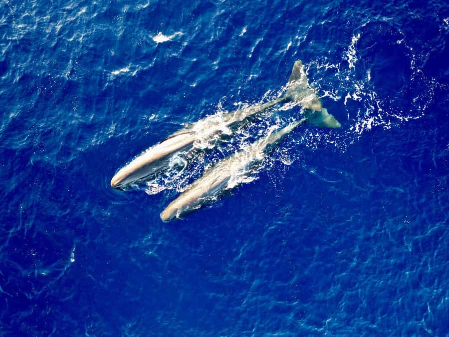 Mauritius Eco Whales Quest, 3-4 hours Expedition - Searching for sperm whales off the coast