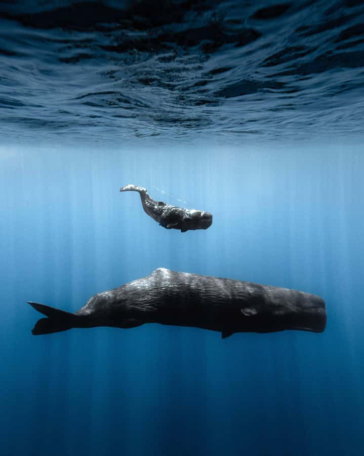 Mauritius Eco Whales Quest, 3-4 hours Expedition - What the small-group promise means