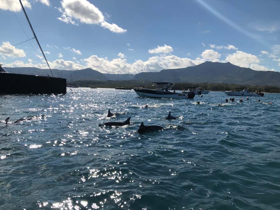 Mauritius Eco Whales Quest, 3-4 hours Expedition - Humpbacks, photographs, and the luck factor