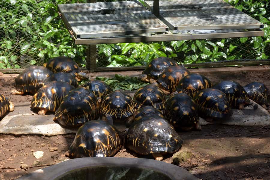 Mauritius: Full-Day Quad Bike Tour with Lunch - Is $296 per person good value?