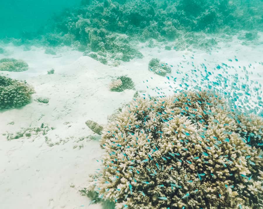Mauritius: Full-Day Speedboat Tour to Ile aux Cerfs & BBQ - What $147 Buys You