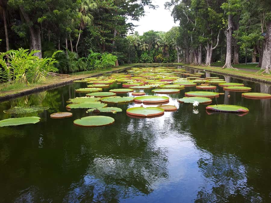 Mauritius: Full Day Tour of the North with Hotel Transfer - Cap Malheureux and the Red Roof Church