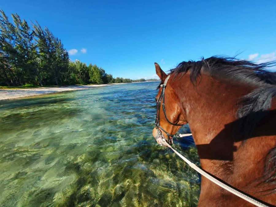 Mauritius: Horse riding on the deserted beach of Riambel - Sunset rides trade time for atmosphere