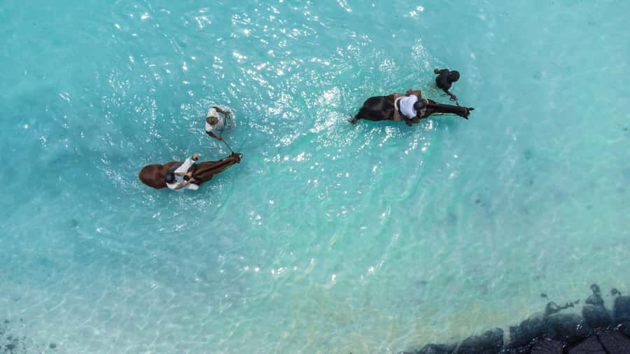 Mauritius: Horseback riding on the beach - Starting at the Sanctuary Before Belle Mare Beach