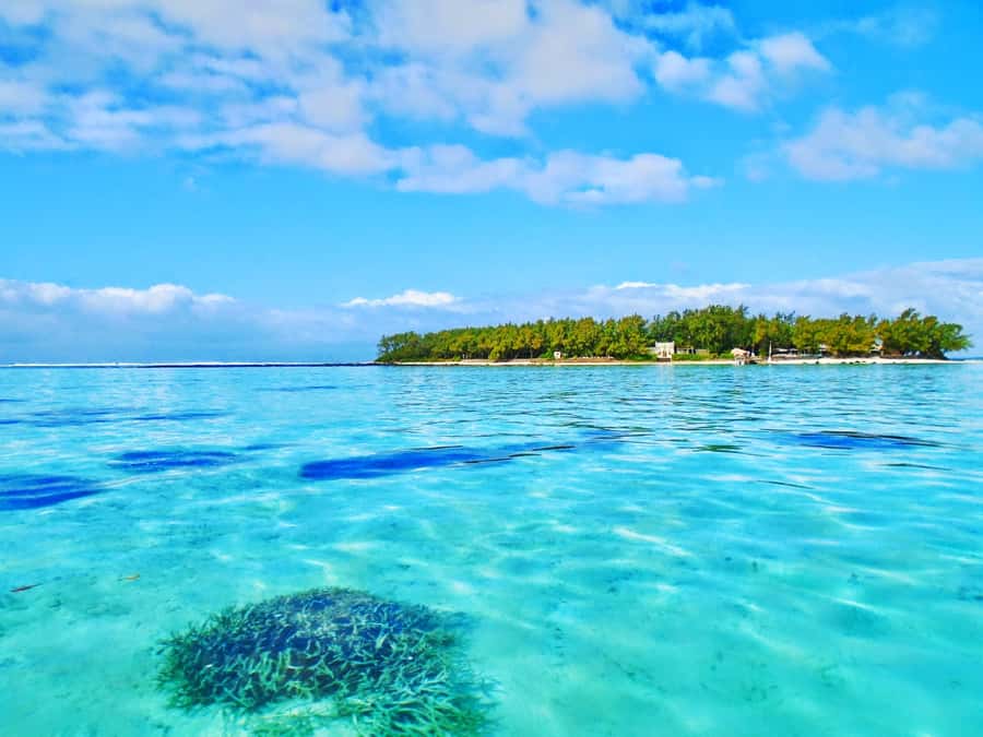 Mauritius: Ile aux Aigrettes Nature Reserve with Boat Ride - Why Ile aux Aigrettes is worth the boat ride