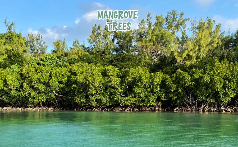 Mauritius: Ile aux Cerfs Speedboat Tour with Lunch & Drinks - Starting at Trou d’Eau Douce