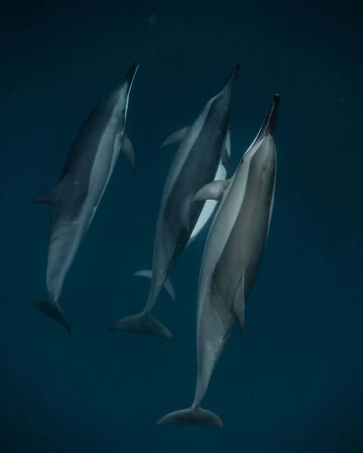 Mauritius Le Morne: Eco-Friendly Dolphin Watching Tour - Setting out from Le Morne before the boats gather