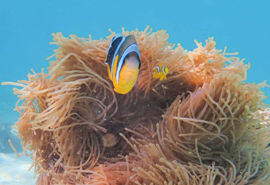 Mauritius Le Morne: Eco-Friendly Dolphin Watching Tour - Snorkeling in the lagoon