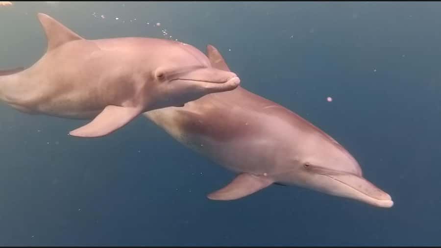 Mauritius Le Morne: Eco-Friendly Dolphin Watching Tour - Simple preparation for a better morning
