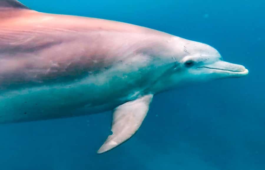 Mauritius Le Morne: Eco-Friendly Dolphin Watching Tour - The dolphin briefing with Ben and the skipper