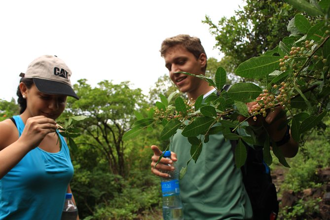Mauritius Le Morne Hiking including transfer - How the $120 price works out