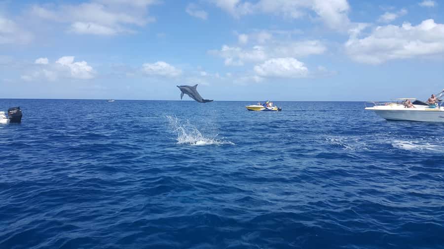 Mauritius: Ocean Swim with Dolphins - Key points to know before booking