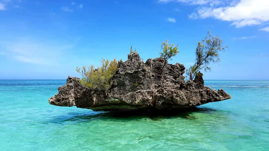 Mauritius: Ocean Swim with Dolphins - Snorkeling at the Aquarium