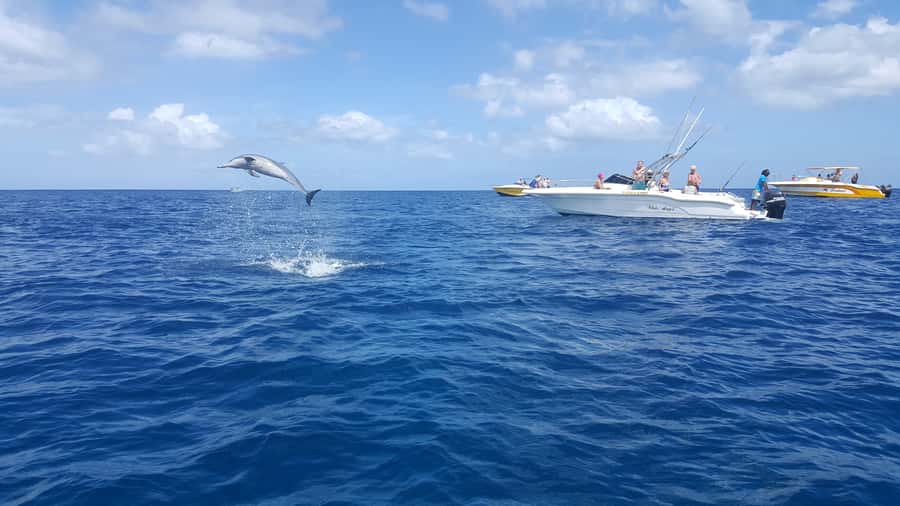 Mauritius: Ocean Swim with Dolphins - The dolphin encounter in Black River