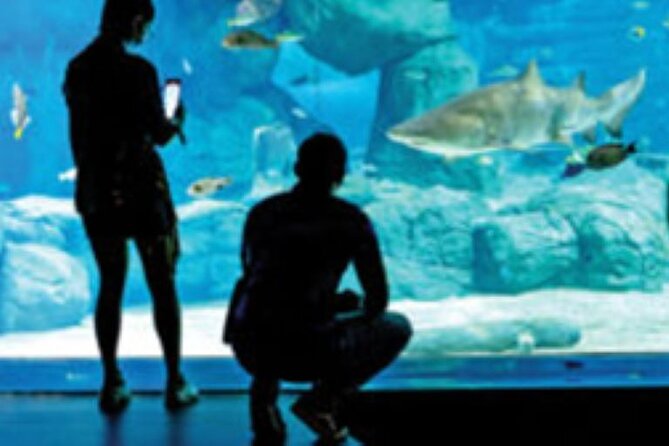 Mauritius Odysseo Oceanarium in Port Louis - Who will enjoy Odysseo most?