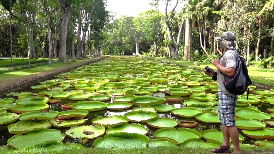Mauritius: Port Louis and Northern Highlights Full-Day Trip - Port Louis Central Market is the day’s most local stop