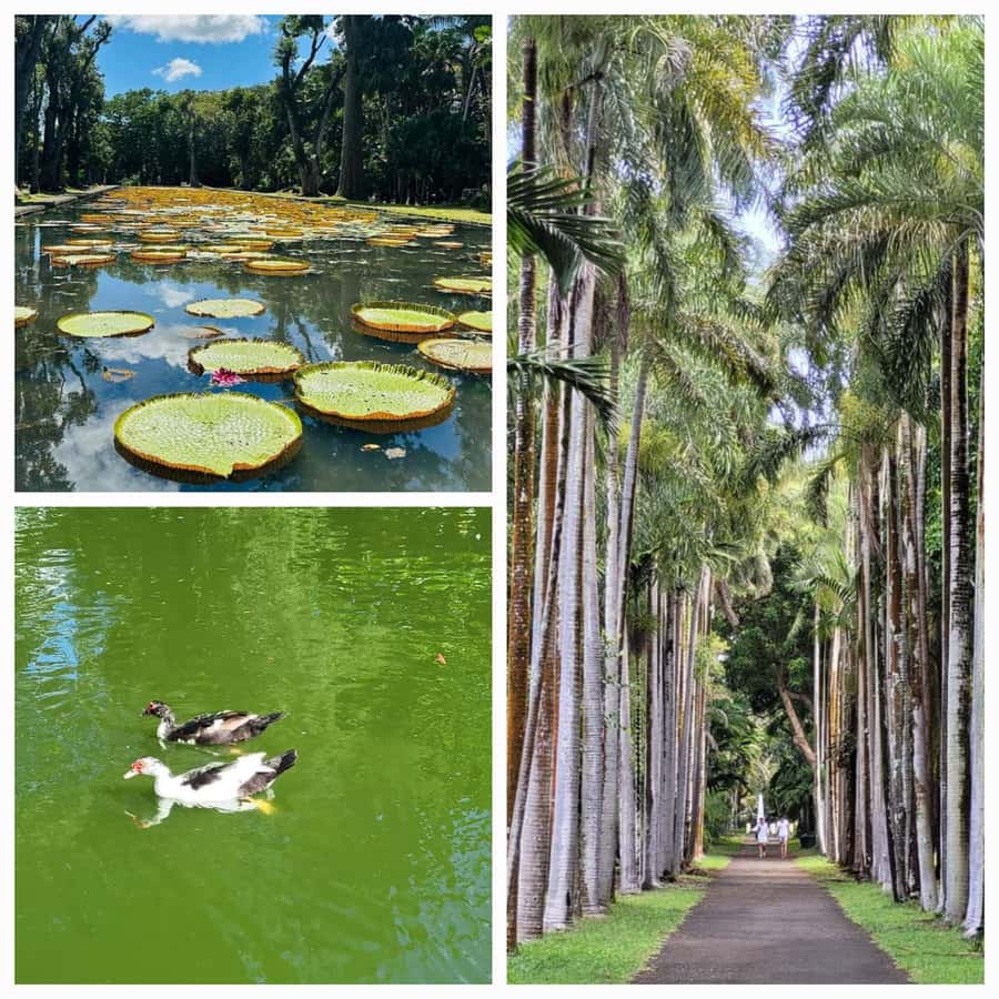 Mauritius: Private Full-Day North Tours - Caudan Waterfront changes the pace