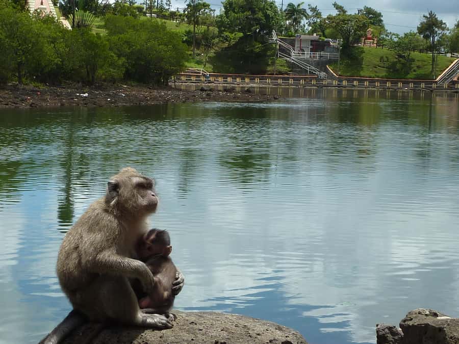 Mauritius: Private Guided South Tour with Pickup - Black River Gorges and Alexandra Falls viewpoints