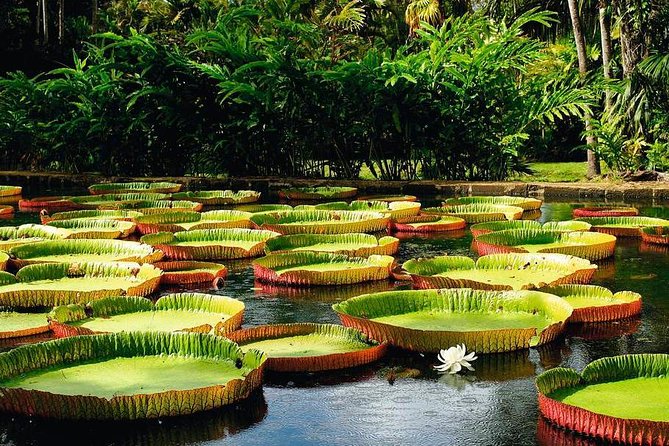 Mauritius Private North Day Tours - MUTT - Pamplemousses Botanical Garden: 50 minutes among famous plantings