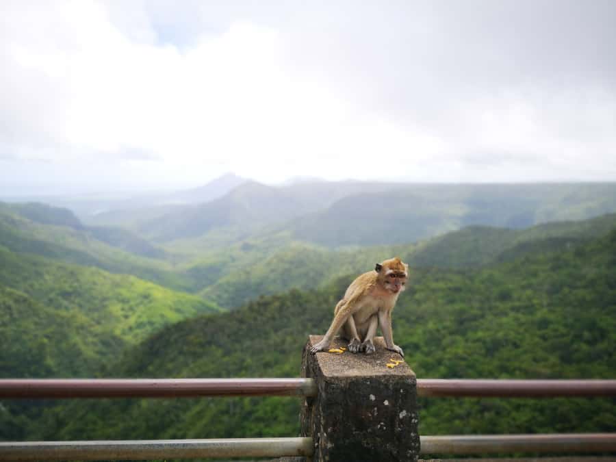 Mauritius: Private South Tour with Pickup - Lunch, local food, and what costs extra