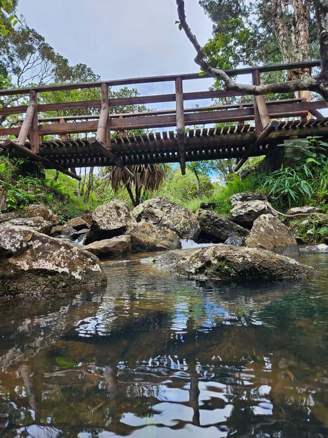 Mauritius: Private Southwest Chamarel Highlights Tour - Black River Gorge and local wildlife