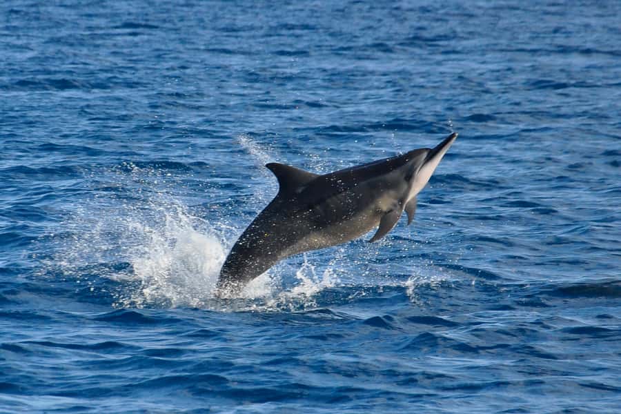 Mauritius: Private Swim with Dolphins - Setting out from Grande Rivière Noire