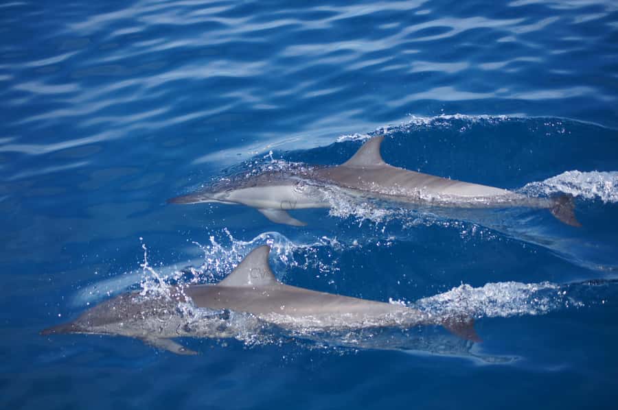 Mauritius: Private Swim with Dolphins - Swimming near a wild pod