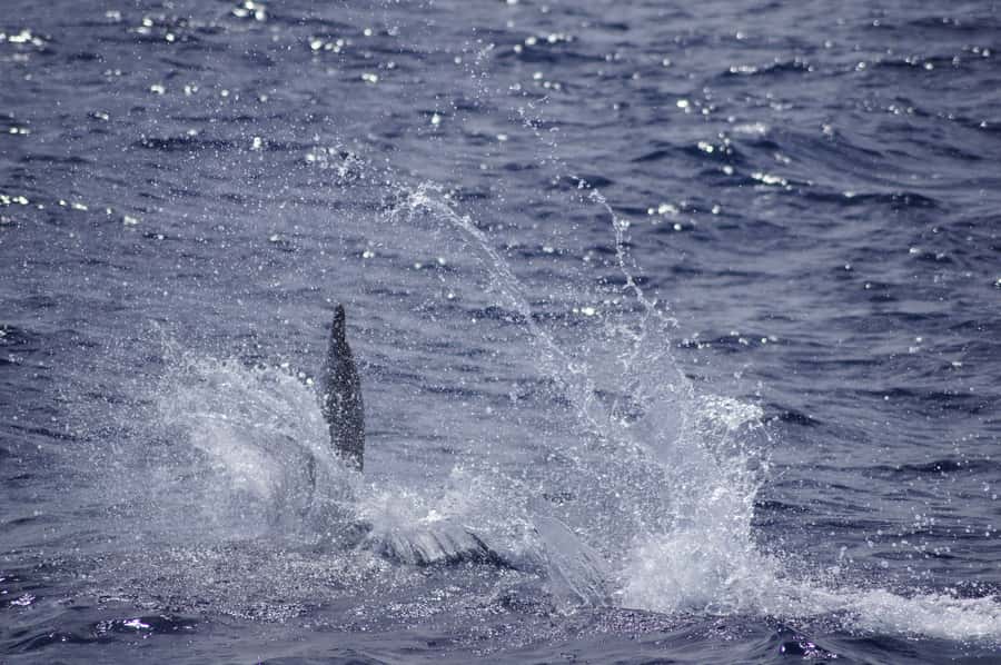 Mauritius: Private Swim with Dolphins - Safety, access, and who should skip the swim
