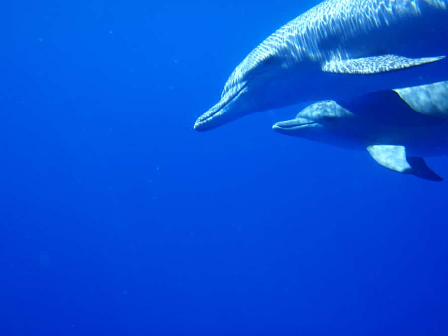 Mauritius: Private Swim with Dolphins - Watching the dolphins from the boat