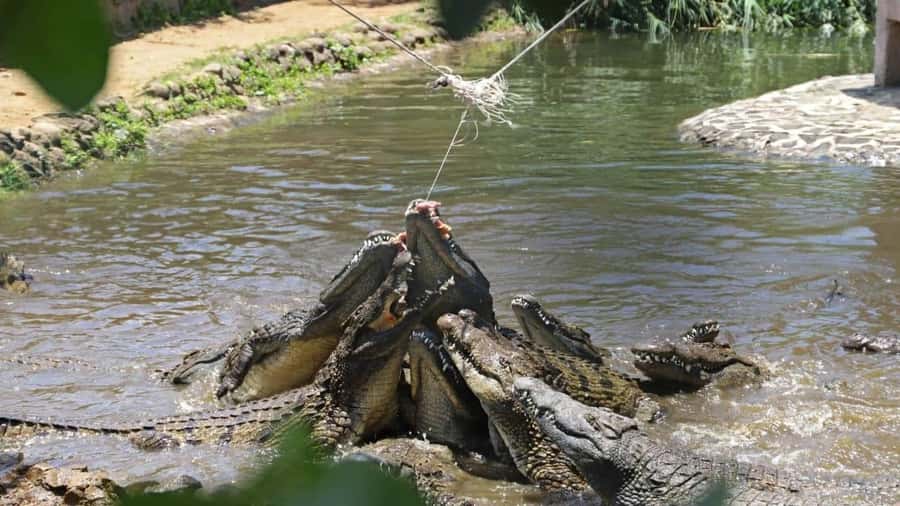 Mauritius : private wild south fullday tour - Who will enjoy this tour most