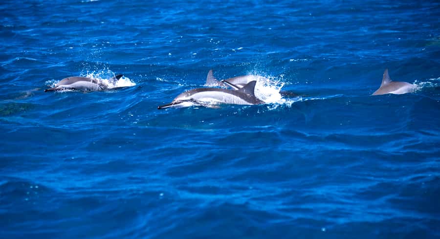 Mauritius: Snorkel and Swim with Dolphins on Speedboat Tour - Swimming and snorkeling in open water