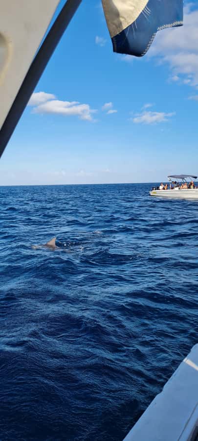 Mauritius: Snorkel and Swim with Dolphins on Speedboat Tour - The crew, languages, and on-water guidance