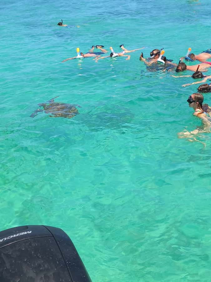 Mauritius: Snorkeling with turtles Le Transporteur speedboat - Key points to know before booking