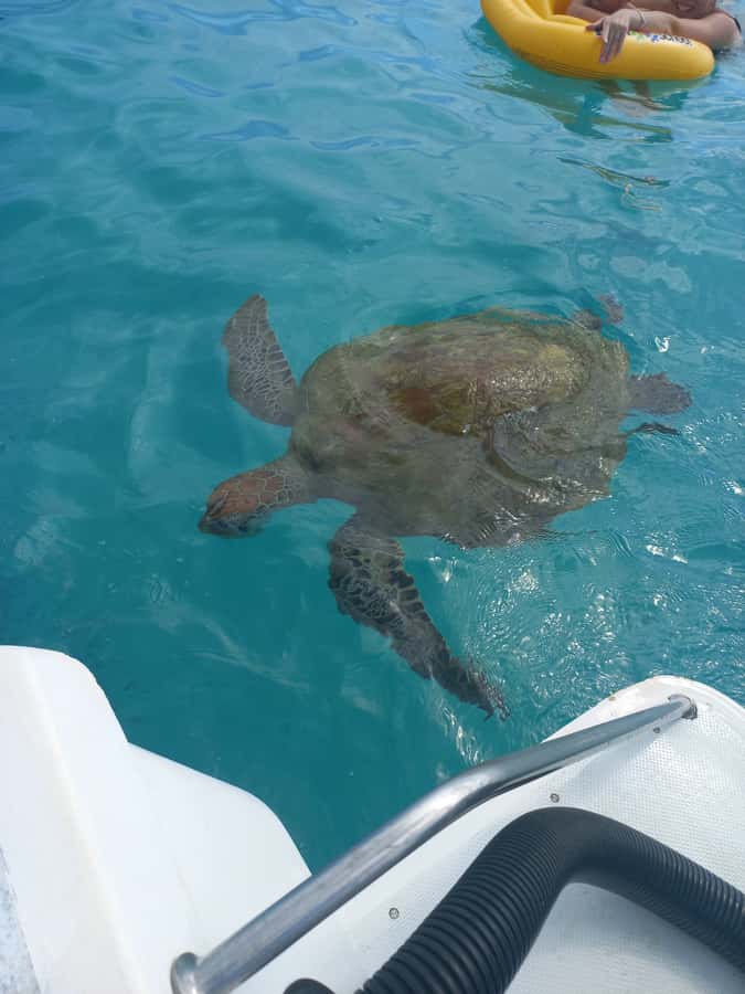 Mauritius: Snorkeling with turtles Le Transporteur speedboat - What the two-hour itinerary feels like
