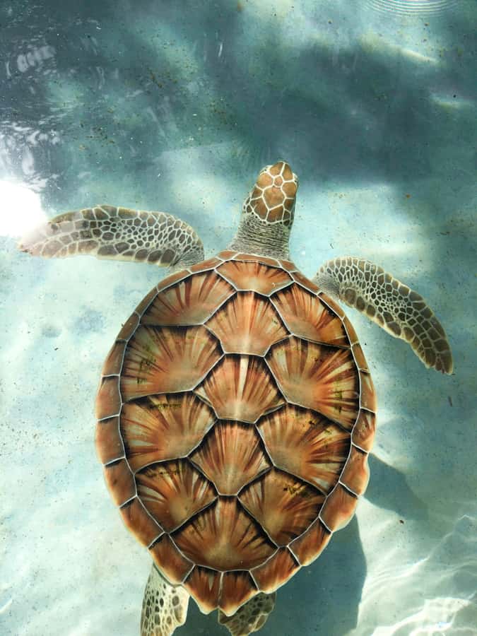 Mauritius: Snorkeling with Turtles & Port Louis Street Food - Key points at a glance