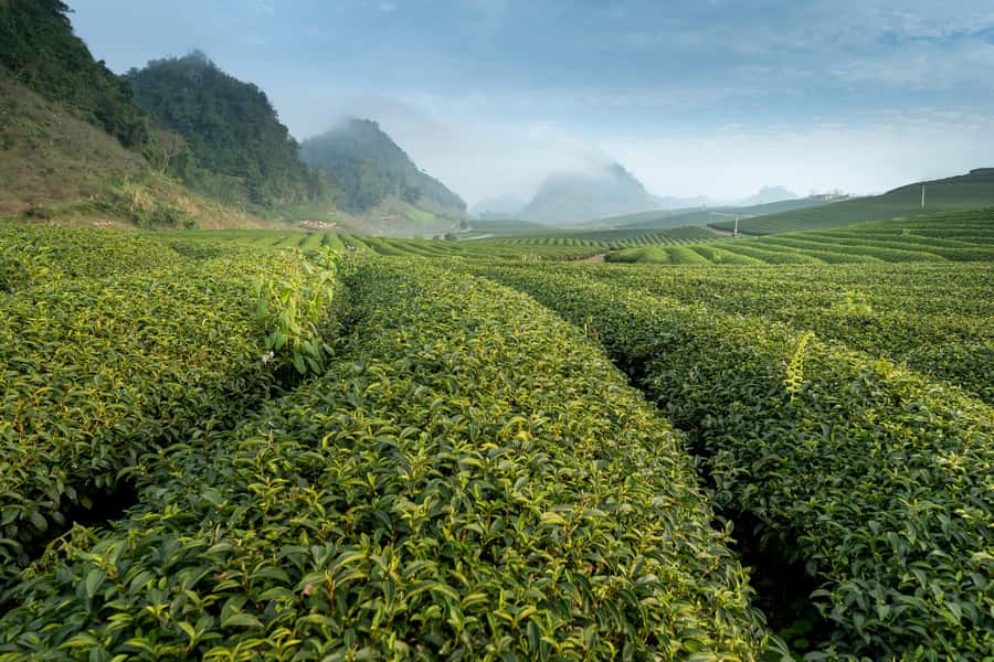 Mauritius: South Coast Tour with Tea Factory & Gris Gris - Bois Chéri Tea Estate and the story in your cup