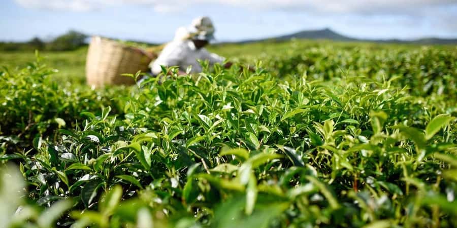 Mauritius: South of the Island Private Full-Day Tour - What this full-day Mauritius trip is really like