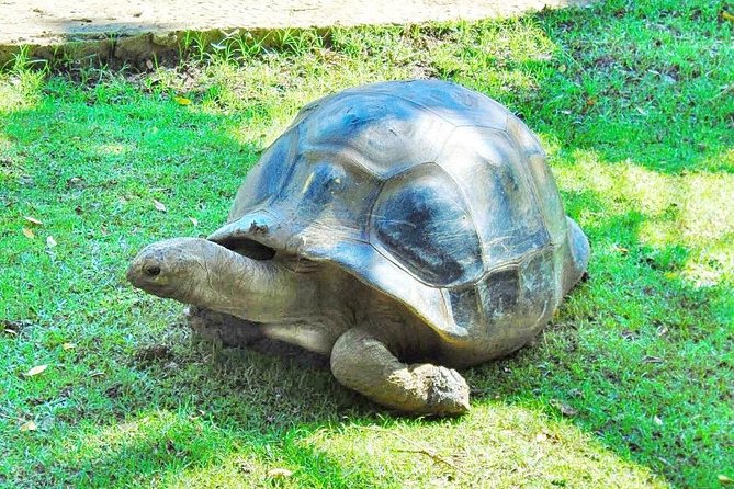 Mauritius South Tour Including Blue Bay Glass Bottom Boat & Snorkelling - How the private format affects your day
