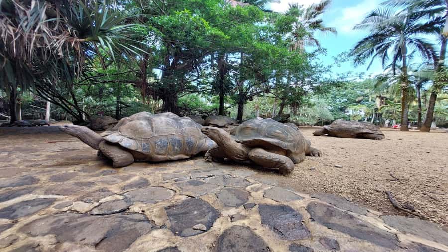 Mauritius: Southern Tour w/La Vanille & Le Morne Beach - La Vanille Nature Park and its giant tortoises