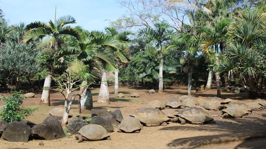 Mauritius: Southern Tour w/La Vanille & Le Morne Beach - What the $125 group price really offers