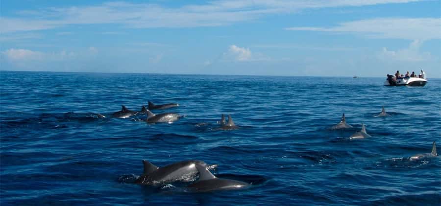 Mauritius: Swim with Dolphins Full-Day with Lunch/Drinks - Starting at La Preneuse with an early breakfast