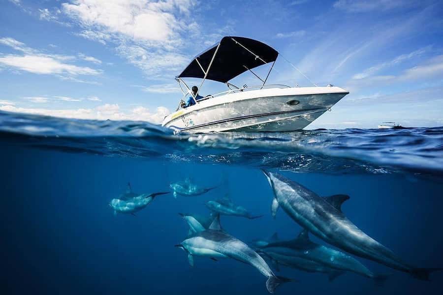 Mauritius: Swim with Dolphins Full-Day with Lunch/Drinks - Snorkeling at The Aquarium