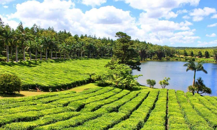 Mauritius: Tea and Sugar Plantation Guided Tour with Lunch - Why this inland Mauritius day matters