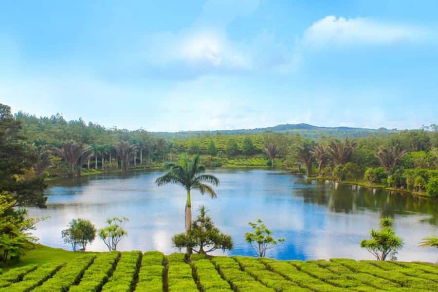 Mauritius: Tea and Sugar Plantation Guided Tour with Lunch - Value, flexibility, and who should book